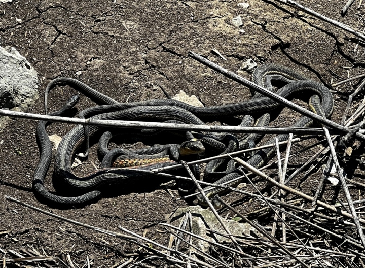 Eastern Garter Snakes